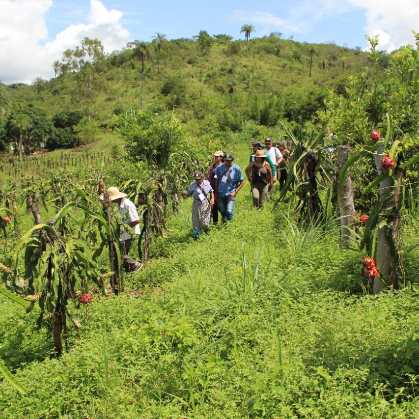 O Ministério do Turismo define o Turismo Rural como o conjunto de “atividades turísticas desenvolvidas no meio rural, comprometido com a produção agropecuária, agregando valor a produtos e serviços, resgatando e promovendo o patrimônio cultural e natural da comunidade”. Em Turmalina-MG o Turismo Rural é um setor em ascensão e com enorme potencial para o desenvolvimento. Em 2022, o município realizou o Programa de Agente de Turismo Rural em parceira com o SENAR MINAS, através do Clube do Galope. Hoje, nossos Agentes estão colocando em prática o que aprenderam e conduzindo turistas, de diversos lugares do país, para conhecerem as belezas e vivências da comunidade turmalinense. Conheça Turmalina, no coração da Cordilheira do Espinhaço!